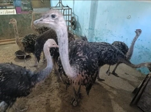 النعام
