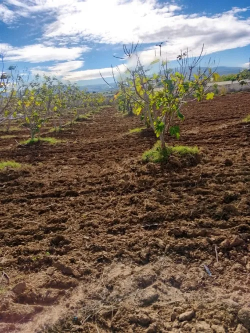 Vente Terrain Agricole Skikda Azzaba