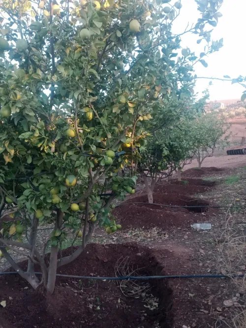 Vente Terrain Agricole Mascara Zahana