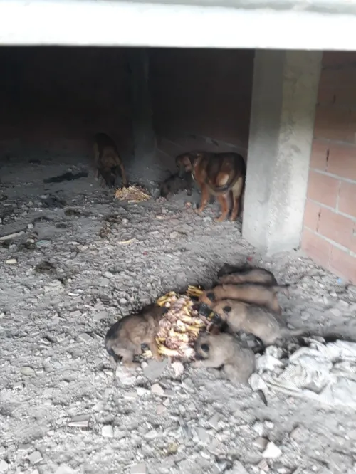 chien berger malinois charbonné