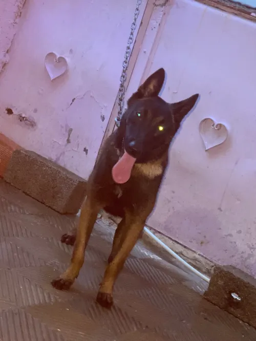Chien malinois 