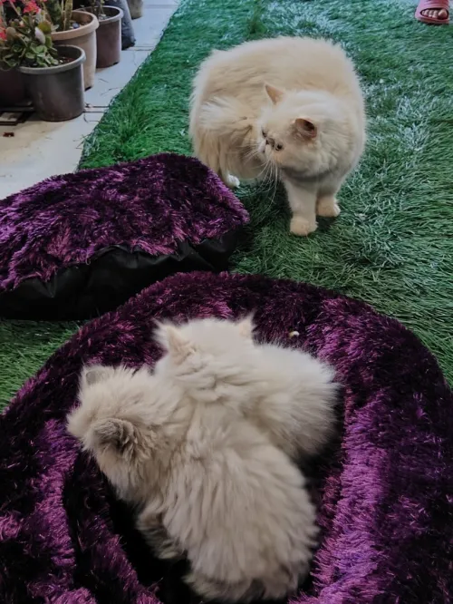 Chat