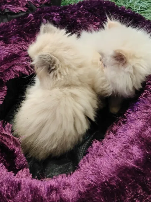 Chat