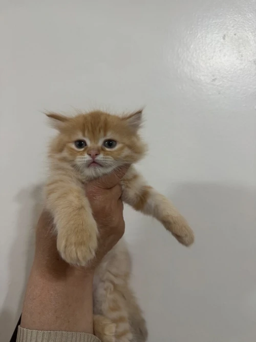 OranVendre chat persan