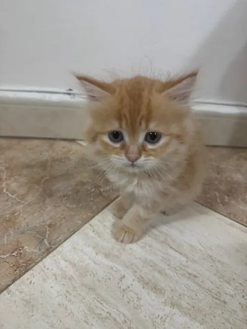 OranVendre chat persan