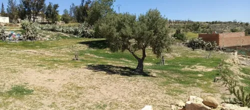 Vente Terrain Sidi Bel Abbès Sfissef