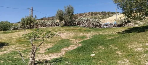 Vente Terrain Sidi Bel Abbès Sfissef