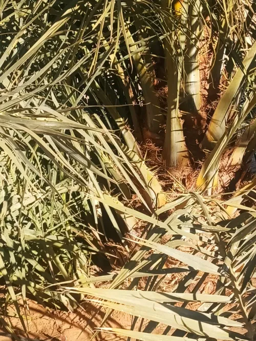 حشان