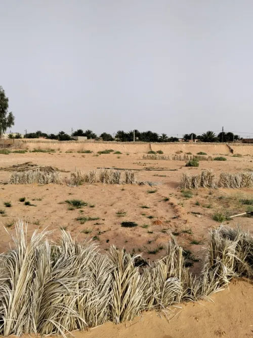 Vente Terrain Agricole Ouargla Ngoussa