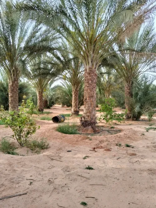 Vente Terrain Agricole Ouargla Ngoussa