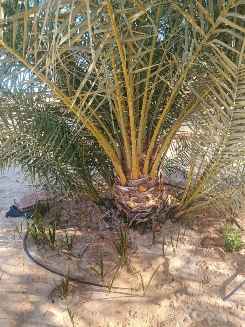 حشان