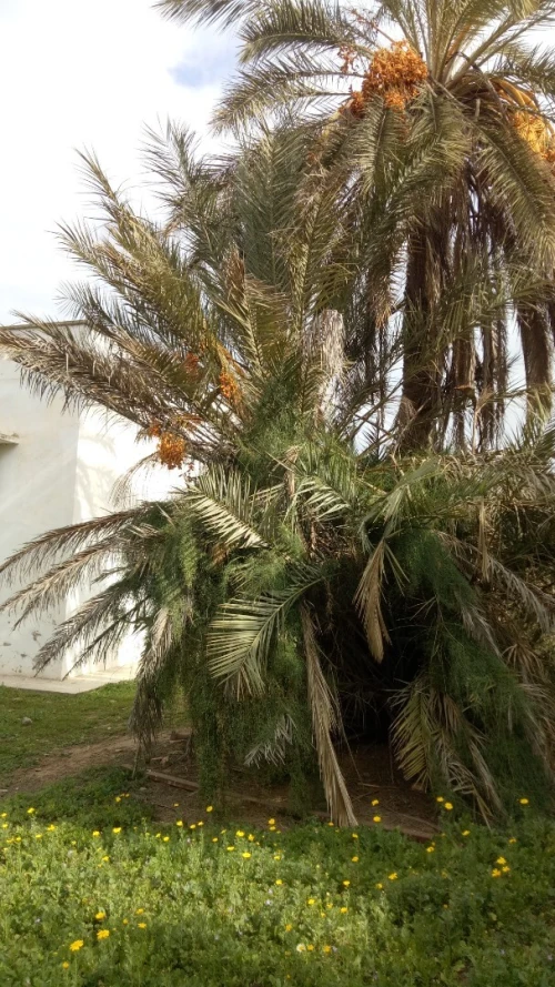 Vente Villa Oran Bethioua