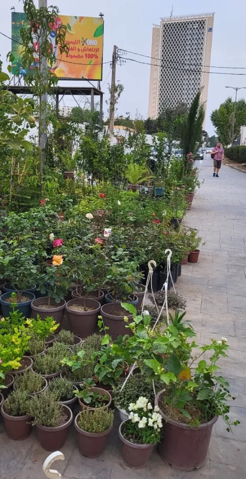 Vente Terrain Alger El biar
