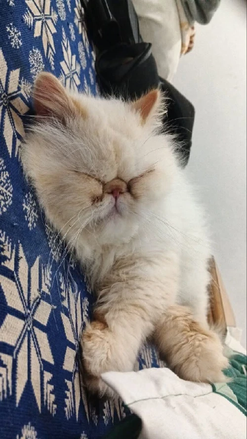 Persan mal piki face