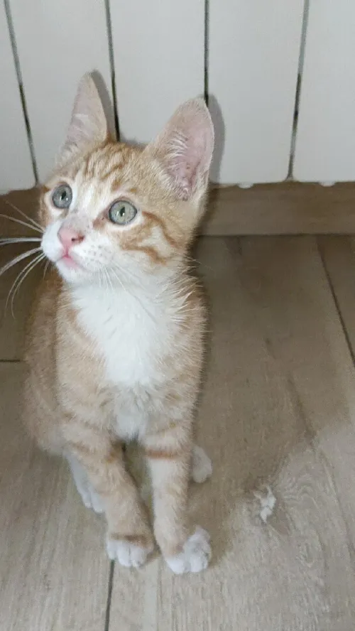 Donne chaton de 2 mois pour adoption