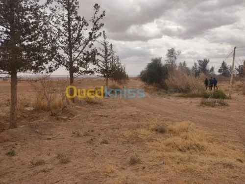 Vente Terrain Agricole Laghouat Tadjemout