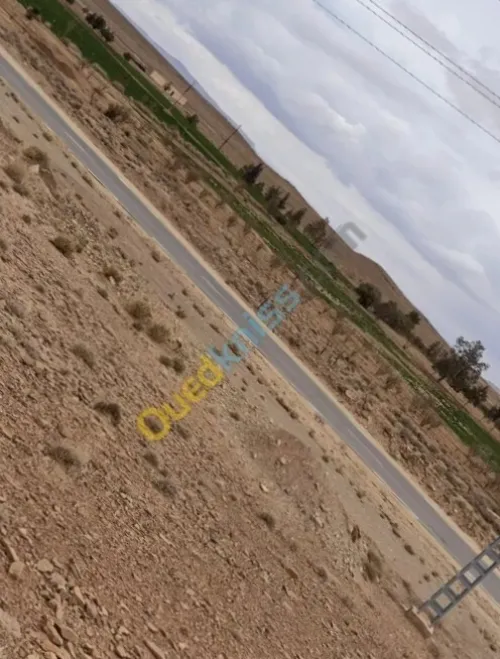 Vente Terrain Agricole Laghouat Tadjemout