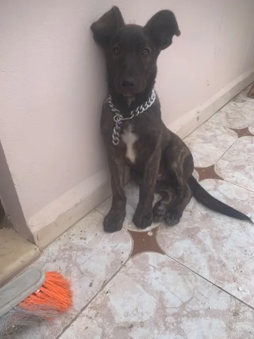 Malinois  coni corso  de 2 mois