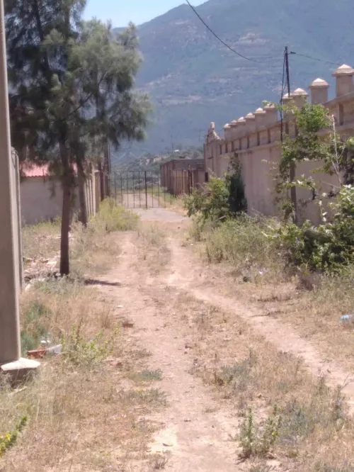 Vente Carcasse Blida Ain romana