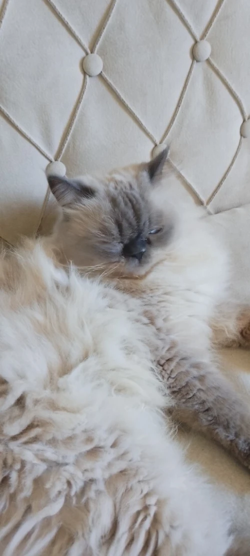 Chat persan peky face