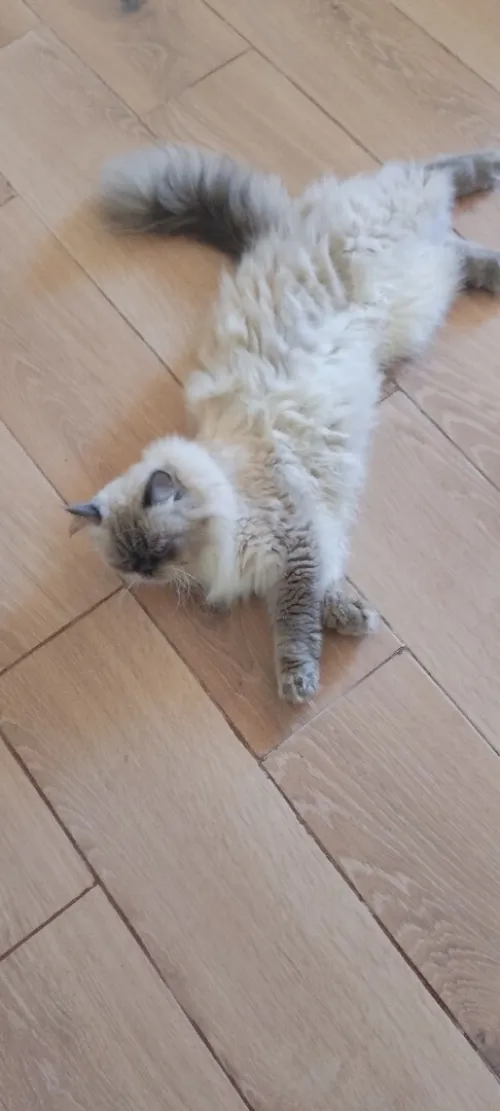 Chat persan peky face