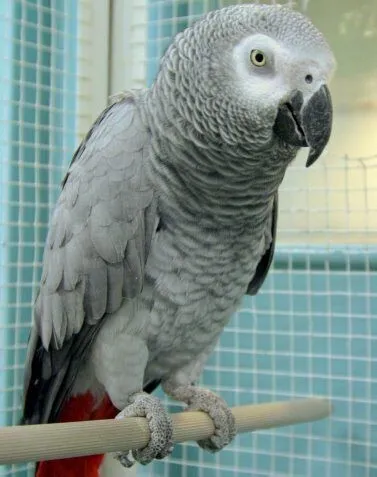 Perroquet gris du gabon