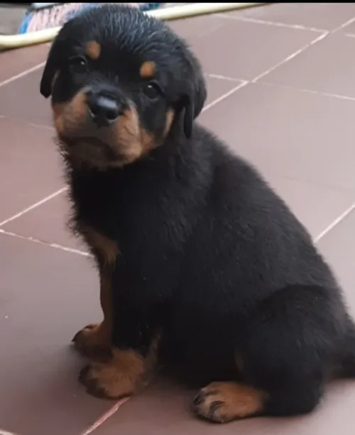 Rottweiler Serbie 
