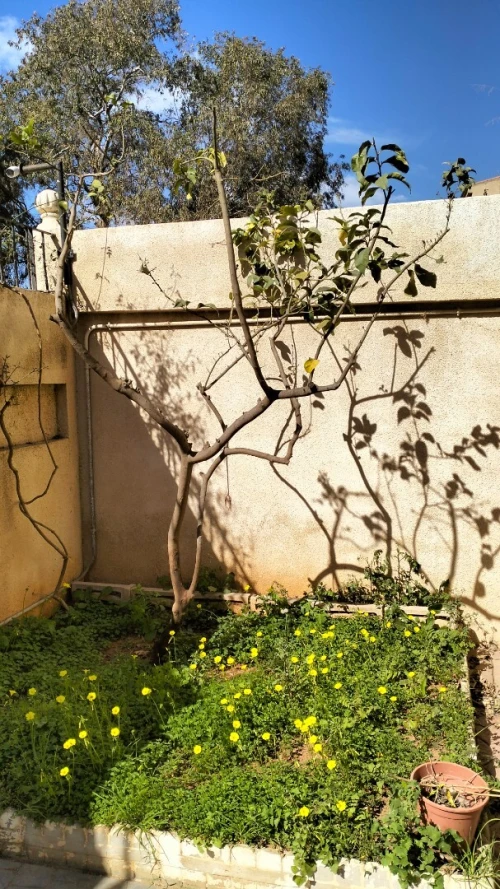 Vente Villa Alger Bouzareah