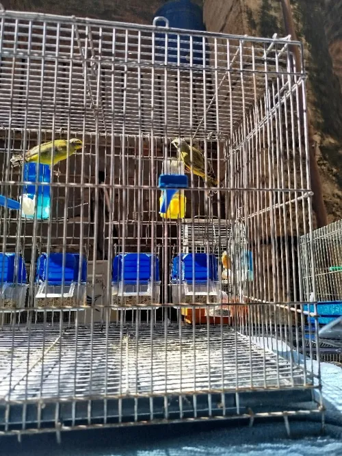 Couples Serin Mozambique
