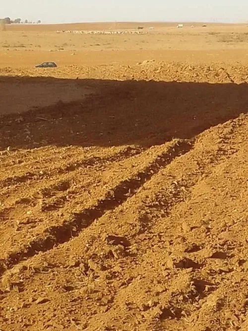 Vente Terrain Agricole Tiaret Dahmouni