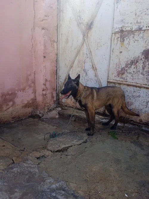 2 couples malinois noir