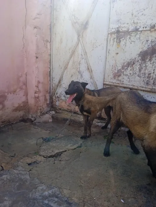 2 couples malinois noir