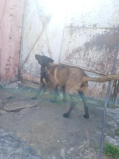 2 couples malinois noir