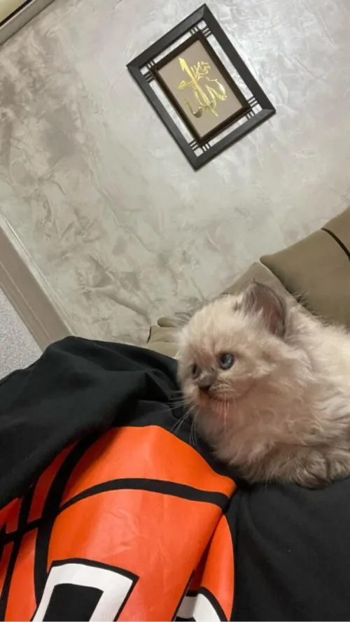 Chat persan 