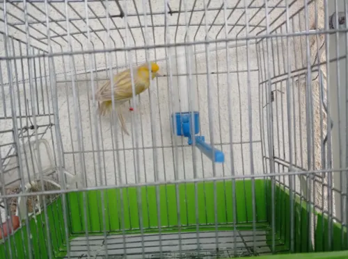 Canaris satinés