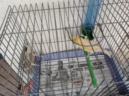 Canaris satinés