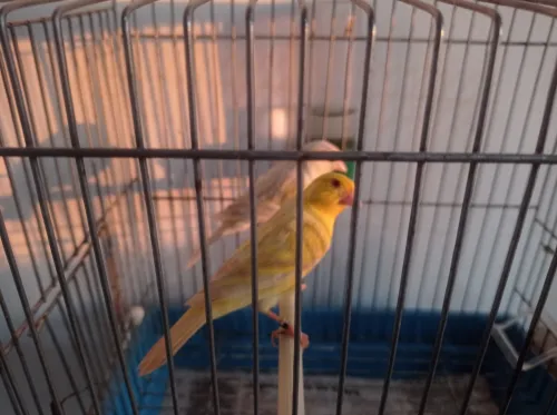 Canaris Satinés