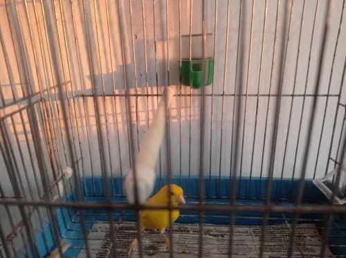 Canaris Satinés