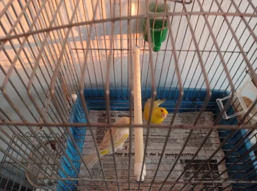 Canaris Satinés