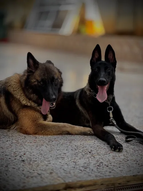 Malinois bleu mexicain 