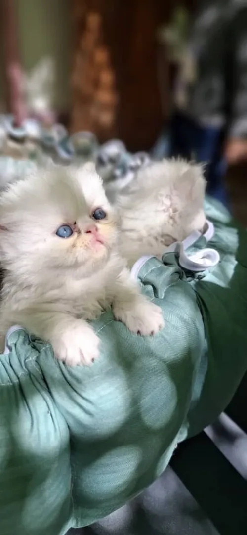 Chatons persan 