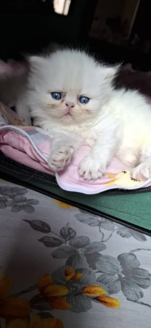 Chatons persan 
