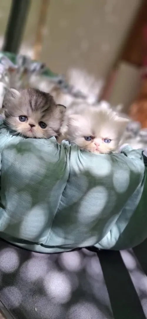 Chatons persan 