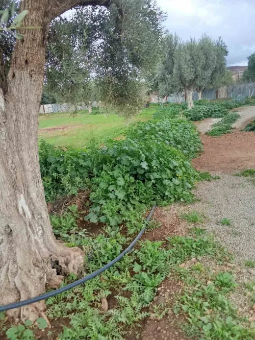 Location Villa Tlemcen Hennaya
