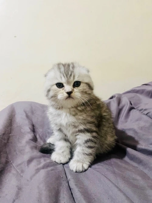 Tigerlined scottish-fold