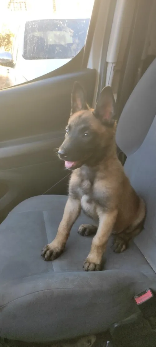 Malinois a vendre 