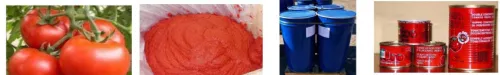 Ligne de production de tomate