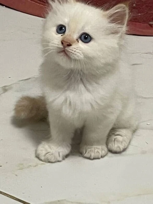 Chat persan