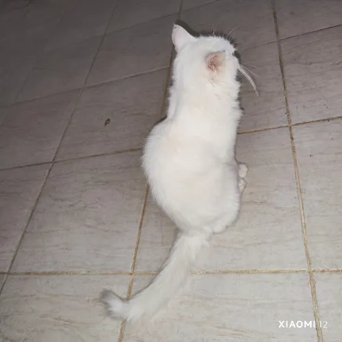 Turkish Angora 