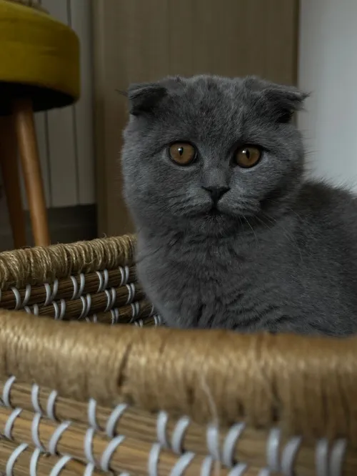 Male scottish fold gris 